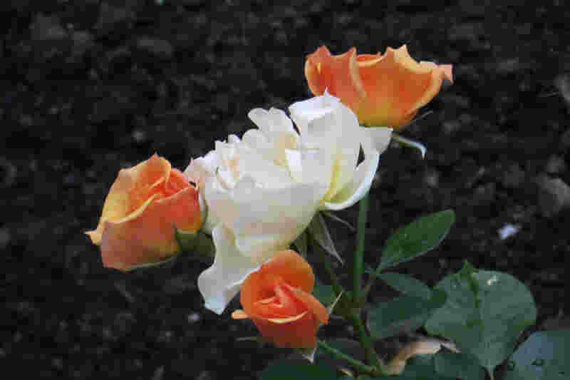 Meipolo Rose